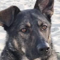 Paul - dringend neues Zuhause gesucht!, Hund zur Adoption