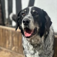 TALAK - aufgeweckter, junger Rüde, Hund zur Adoption