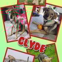 Lustiger Clyde auf PS!, Hund zur Adoption