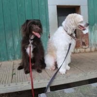 Nougat u.Luna- Traumpaar sucht, Hündin zur Adoption