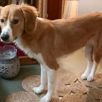 MILEY sucht ein neues Zuhause, Hündin zur Adoption