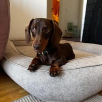 Halbblinder Dackel Nemo sucht#, Hund zur Adoption