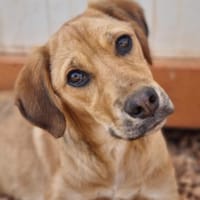Katzenverträgliche Junghündin sucht DICH, Hündin zur Adoption