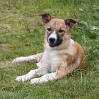 Balu(w) - wartet irgendwo meine Familie?, Hündin zur Adoption