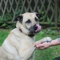 Ares, gut erzogener Senior, Hund zur Adoption