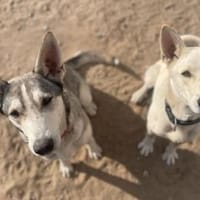Pinsel und Chappi, Hund zur Adoption