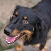 Rocko - auf PS in Bayern, Hund zur Adoption
