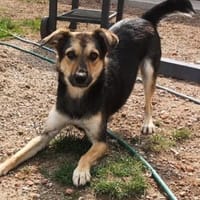 LASKO - verspielte Schmusebacke mit Herz, Hund zur Adoption