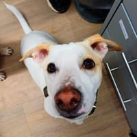 Manolo auf der Suche nach Glück 82284, Hund zur Adoption