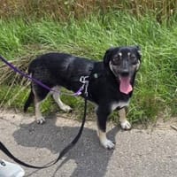 freundliche anhänglicher Rüde sucht, Hund zur Adoption