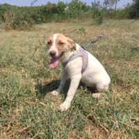 Zita sucht ein Zuhause, Hündin zur Adoption