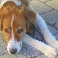 Nicos - griechischer Teddybär, Hund zur Adoption