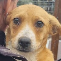 MILA-zuckersüße Jung-Hündin,32 cm, Hündin zur Adoption
