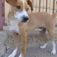 Fritz reist zu uns, Hund zur Adoption