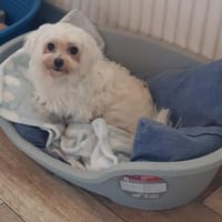 Mano in 27478 Cuxhaven #, Hündin zur Adoption