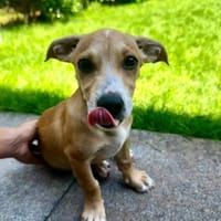 Vale 💛💛💛 kleines Hundegirl, Hündin zur Adoption