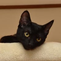 Peggy sucht für IMMER Zuhause, Katze zur Adoption