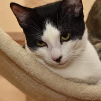 Scooty mit dem Wunschpunkt auf der Nase, Kater zur Adoption