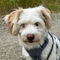Tican, geb. ca. 9/2022, Efringen-Kirchen, Hund zur Adoption