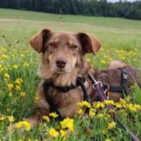 Mondo - ist ein sanfter Schatz, Hund zur Adoption