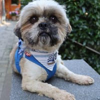 Ludwig hat d.süßesten Knopfaugen d. Welt, Hund zur Adoption