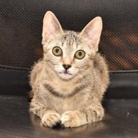Mindu sucht ihren Lieblingsmenschen, Katze zur Adoption