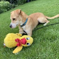 Sandro 💞kleiner Zuckerschock  (Alb), Hund zur Adoption