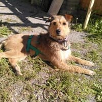 Viola- Sonnenschein mit viel Potential, Hündin zur Adoption