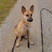 Gipsy sucht ein neues Zuhause, Hündin zur Adoption