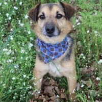 Gustav sucht seine Herzensmenschen, Hund zur Adoption