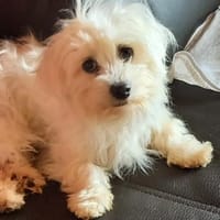 Pelyhecske in 27478 Cuxhaven #, Hündin zur Adoption