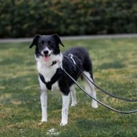 Jacky - die Zarte, Hündin zur Adoption