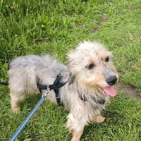 Bert wünscht sich ein Zuhause, Hund zur Adoption