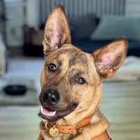 Veilchen, geb. ca. 02/2024, 50997 Köln, Hund zur Adoption