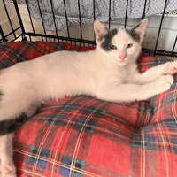 Léon PAB27622, chat à adopter