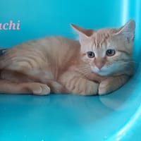 Xachi, chatte à adopter
