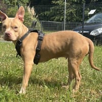 NOOGA VAA, chienne à adopter