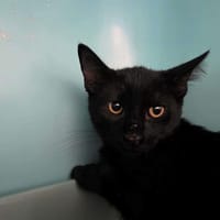 Marcello, chat à adopter