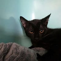 Orphée, chat à adopter
