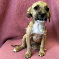 Anubis, chienne à adopter