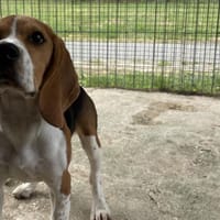 AMBROSE VAA, chien à adopter