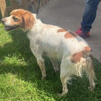 nala paa22938, chienne à adopter