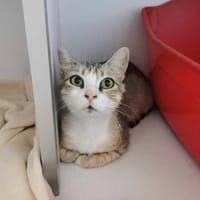 Minouche, chatte à adopter