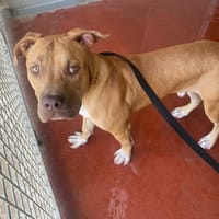 toby paa22937, chien à adopter