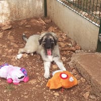 alba, chienne à adopter
