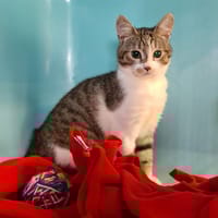 QUINQUIN (Chat7), chat à adopter