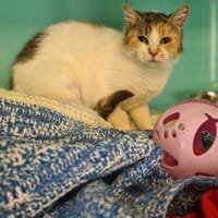 FRICADELLE (Chat10), chatte à adopter