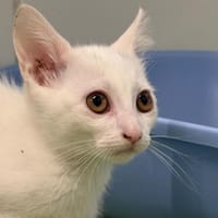 Aloé, chatte à adopter