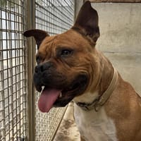 PRINCE VAA, chien à adopter