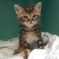 Coqpitt, chat à adopter